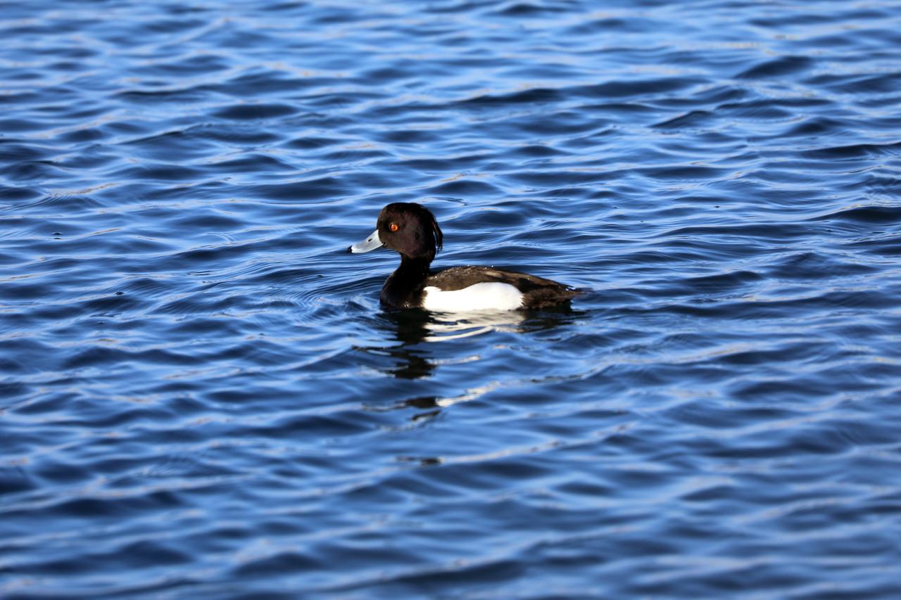 Three rare rare bird species recorded at Agri mountain wetlands
