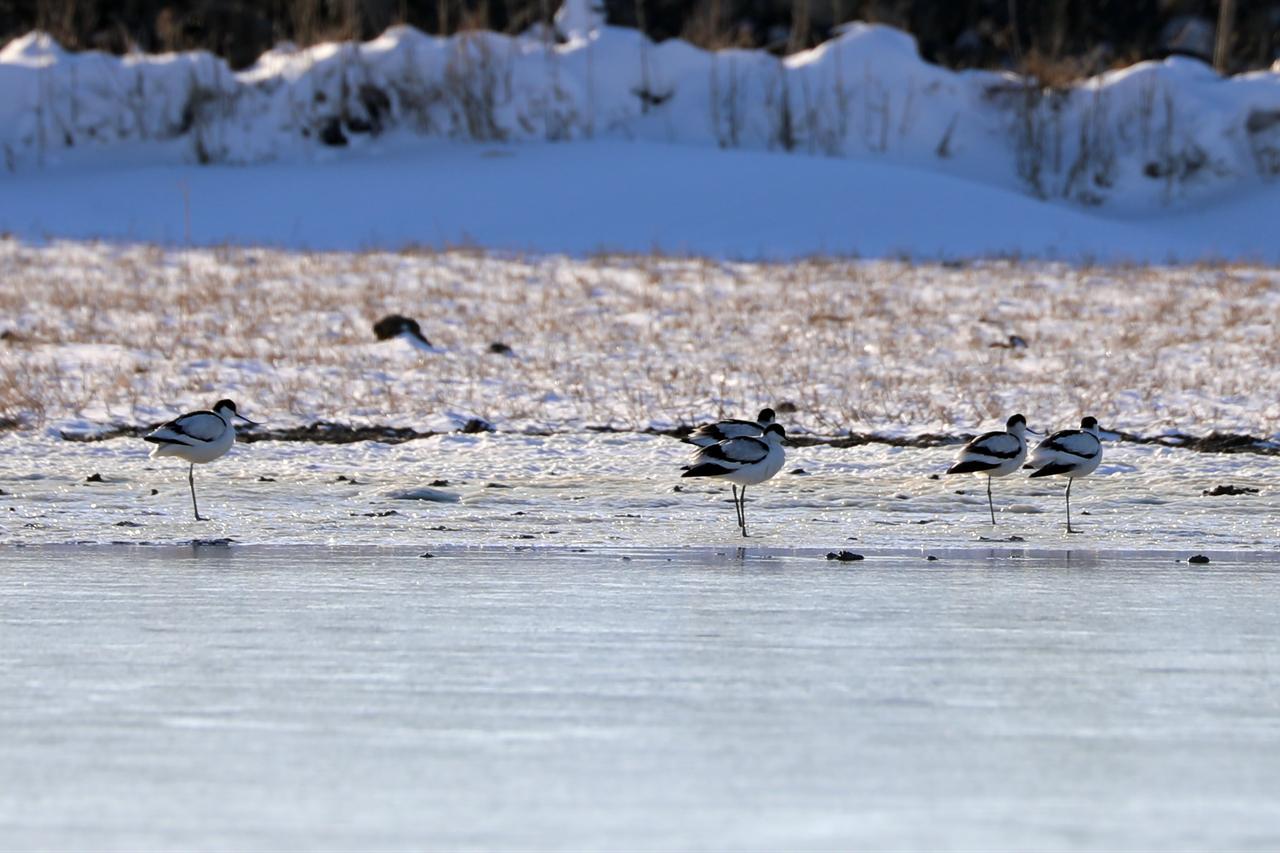 The sightings include the avocet among other species. Agri, Türkiye, January 7, 2025. (AA Photo)