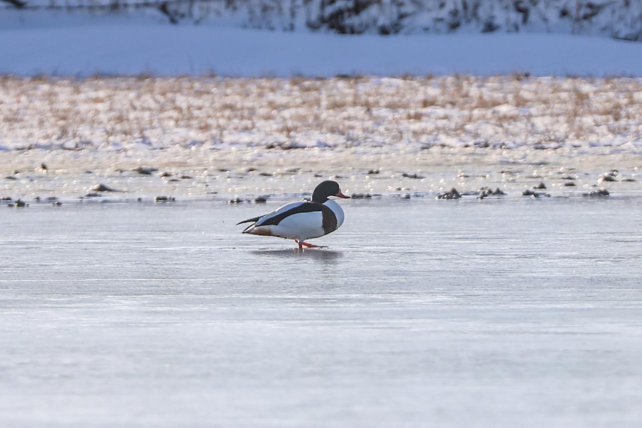 The shelduck is among the species spotted in the area. Agri, Türkiye, January 7, 2025. (AA Photo)