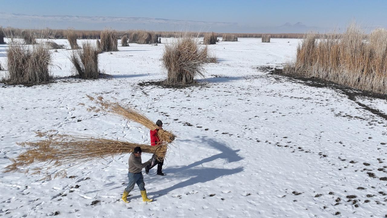Despite freezing cold, locals brave frost to harvest reeds from wetlands