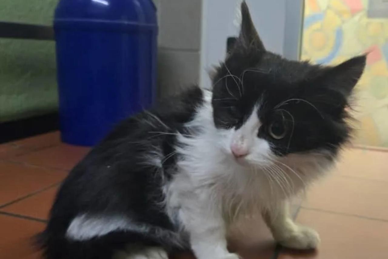 Kitten survives nearly 7 days hidden in truck from Türkiye to Germany