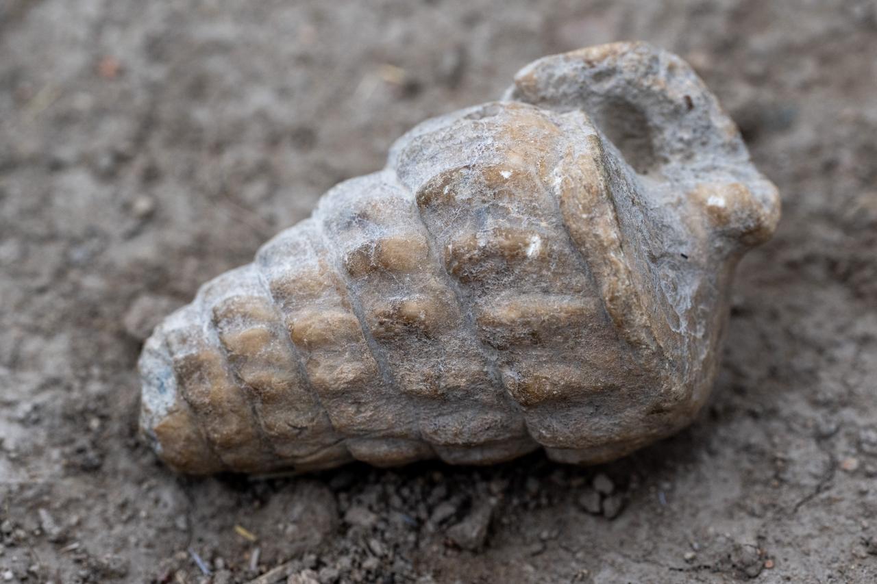 A 66-million-year-old marine fossil and a 4,000-year-old love flower seed unearthed during excavations at Kulhoyuk shed light on the region's natural and cultural history in Golbasi district of Ankara, Türkiye on September 23, 2026. (AA Photo)