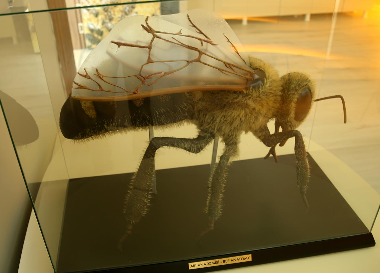Türkiye's first publicly owned Caucasian Bee Museum, established roughly two years ago in Ardahan to raise awareness about beekeeping and bee products, has welcomed 4,600 visitors. (AA Photo)