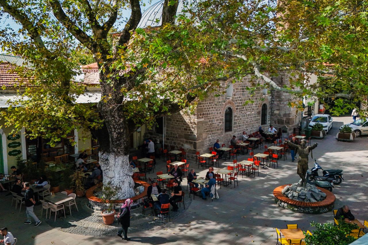 400-year-old plane tree keeps 47-year coffee tradition alive in Türkiye's Izmir