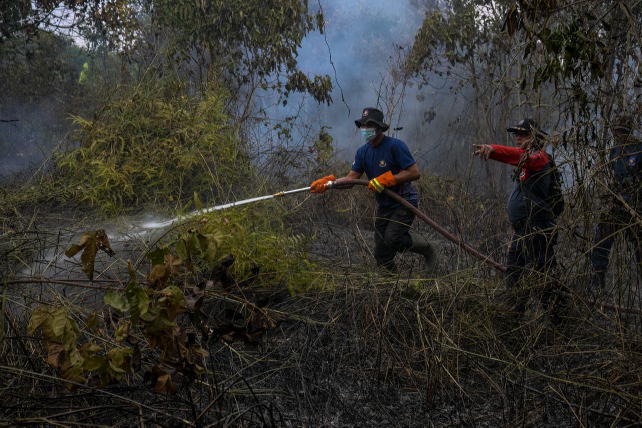 Dozens of Borneo orangutans rescued from Indonesia’s worst fires in years
