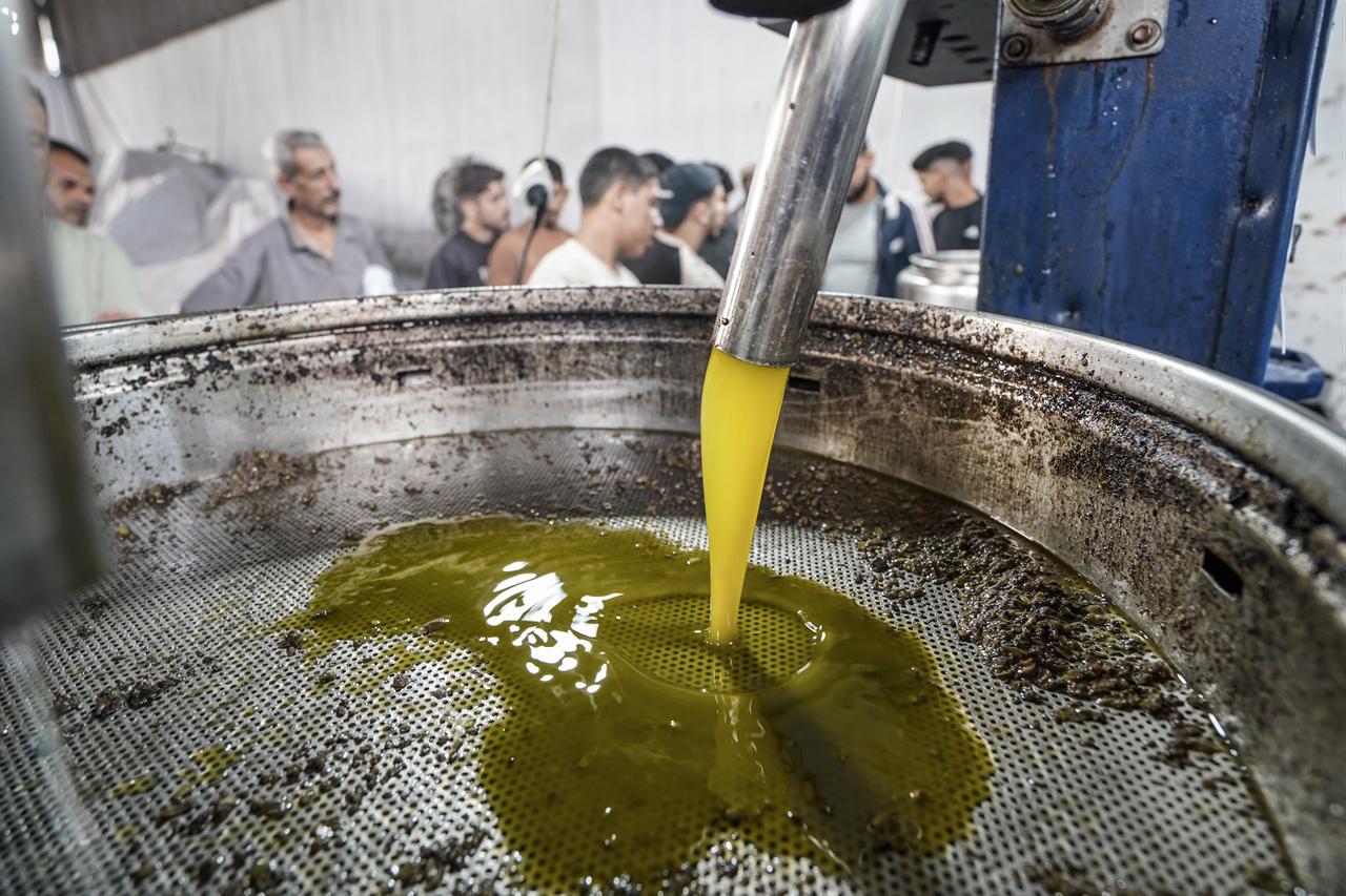 Olive oil flows during the production process at an olive press facility west of Al-Zawayda in the Gaza Strip, Gaza, Palestine, on October 11, 2026. (AA Photo)