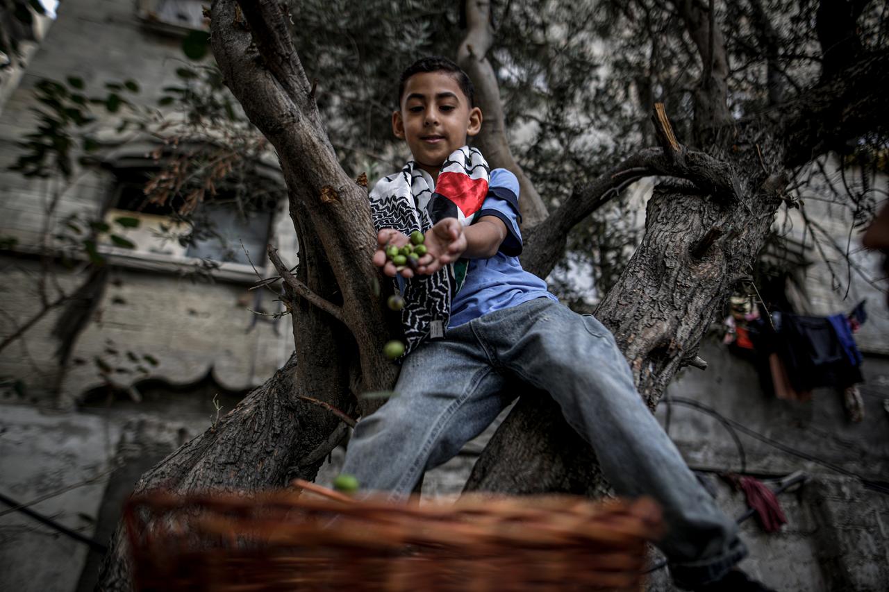 A boy harvests olives a children wearing traditional Palestinian clothing and keffiyehs take part in an event held at an educational point in the Shati Refugee Camp, to pass Palestinian culture and traditions on to younger generations on Palestinian Heritage Day in Gaza City Gaza, Palestine, on October 8, 2026. (AA Photo)