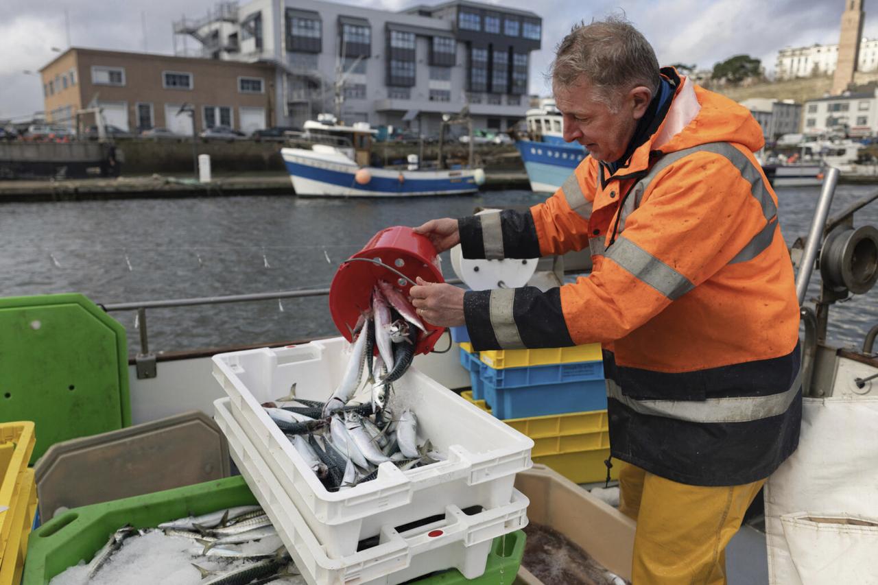 A fisherman unloads Atlantic mackerel in Brest, France, on Dec. 11, 2025. (AFP Photo)