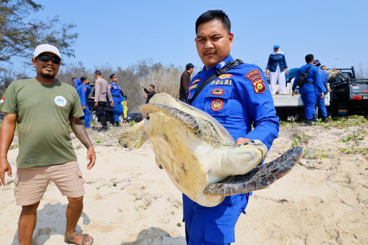 20 rescued sea turtles released into ocean off Indonesia's Bali