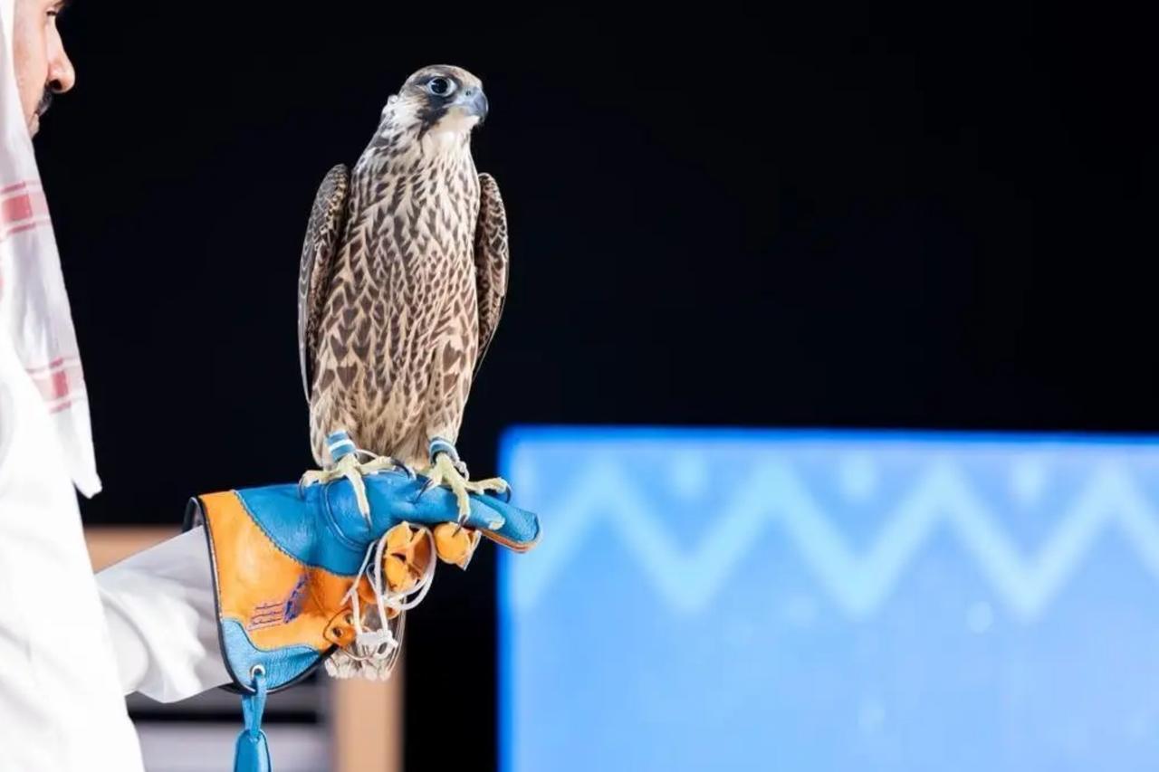 Two young falcons sell for nearly $100,000 at Saudi Arabia auction