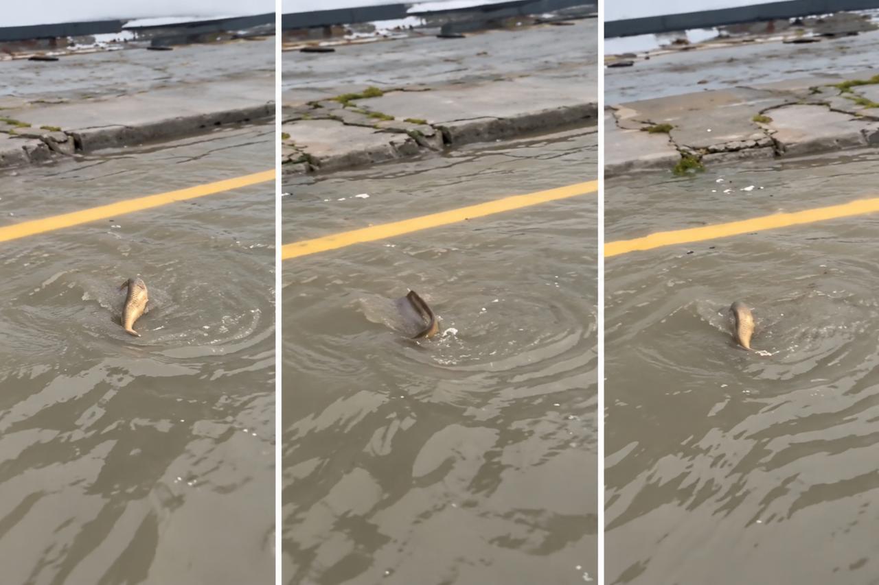 A fish in traffic? Istanbul floods bring bizarre encounter caught on camera