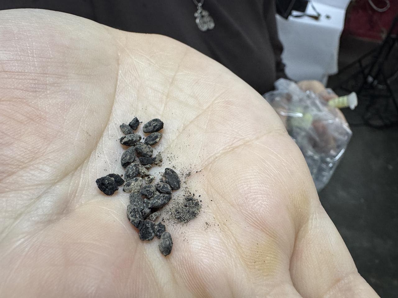 Carbonized seeds dating back approximately 2,600 years, discovered in an ancient oven at Daskyleion, are displayed in Balikesir, Türkiye, Oct. 18, 2026. (AA Photo)
