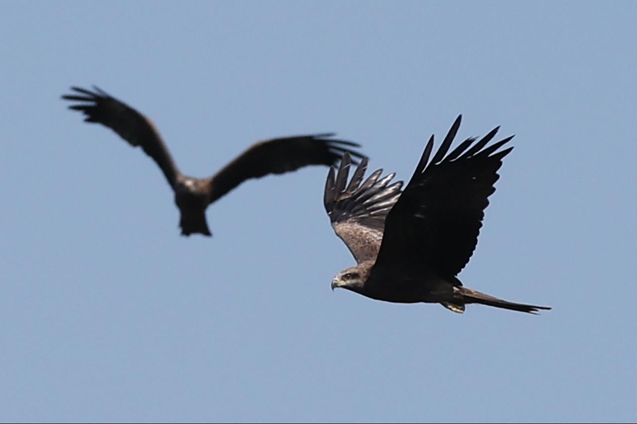 Migrating birds of prey fly above Georgia’s Black Sea coast near Batumi,  Georgia, Sep. 23, 2026. (AFP Photo)