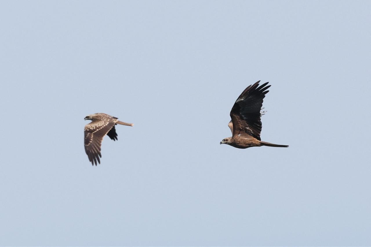 Migrating birds of prey fly above Georgia’s Black Sea coast near Batumi,  Georgia, Sep. 23, 2026. (AFP Photo)