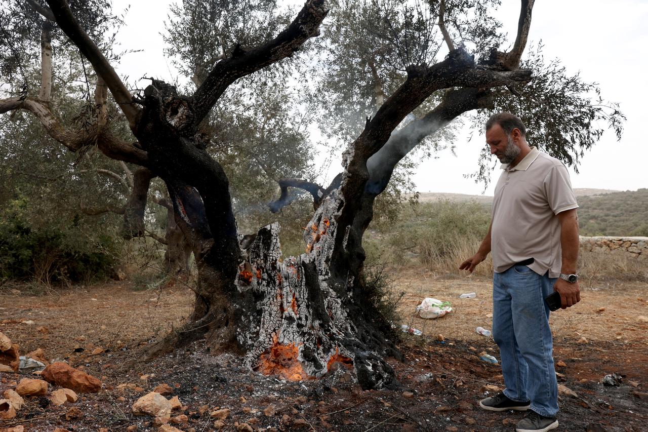 Illegal Israeli settlers cut 120 olive trees in West Bank as Gaza crisis deepens