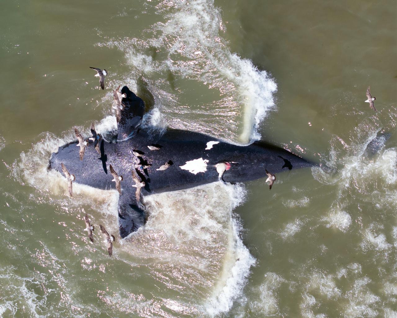 Seabirds fly over a dead southern right whale floating in coastal waters off Puerto Madryn, Argentina, Oct. 18, 2026. (AA Photo)