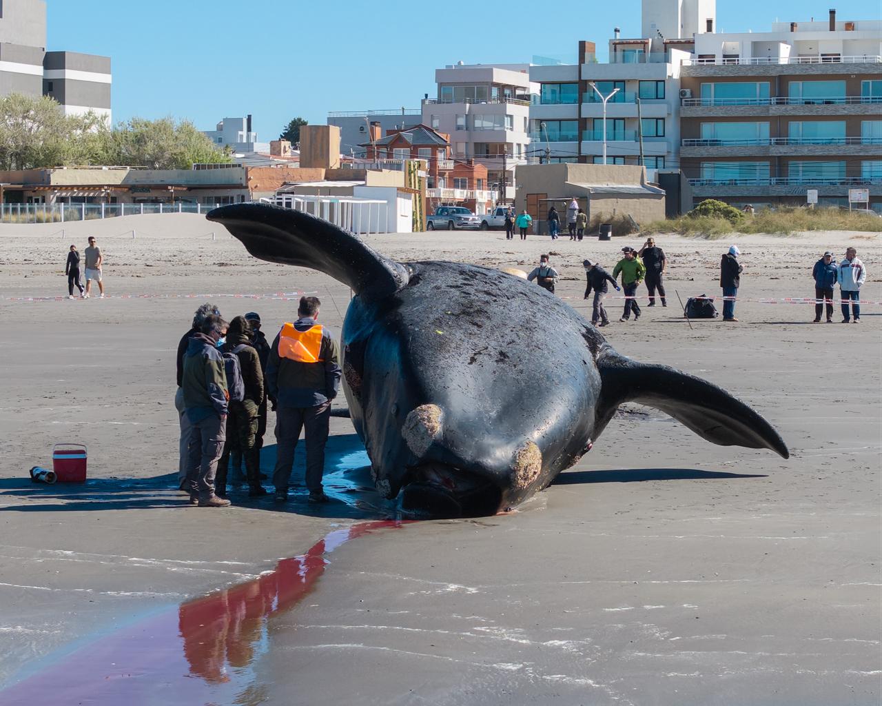 Workers and officials examine a dead southern right whale washed ashore on a beach in Puerto Madryn, Argentina, Oct. 18, 2026. (AA Photo)