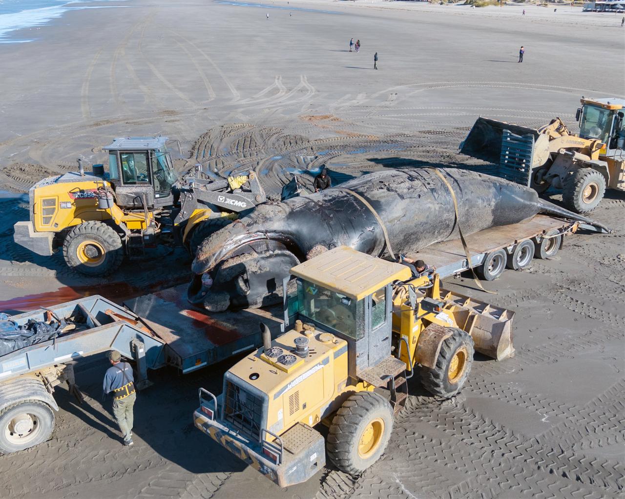 Workers use heavy machinery to transport a dead southern right whale on a flatbed trailer at a beach in Puerto Madryn, Argentina, Oct. 18, 2026. (AA Photo)