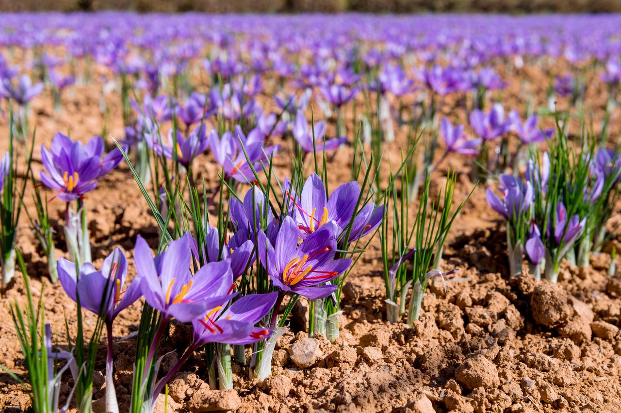 Fear of theft turns saffron fields into guarded ground
