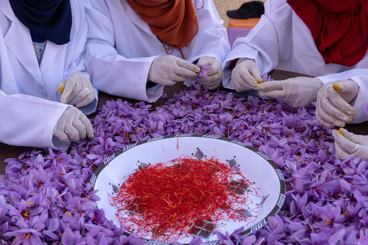 Workers wearing gloves separate red saffron stigmas from freshly harvested purple crocus flowers during saffron processing. (Adobe Stock Photo)