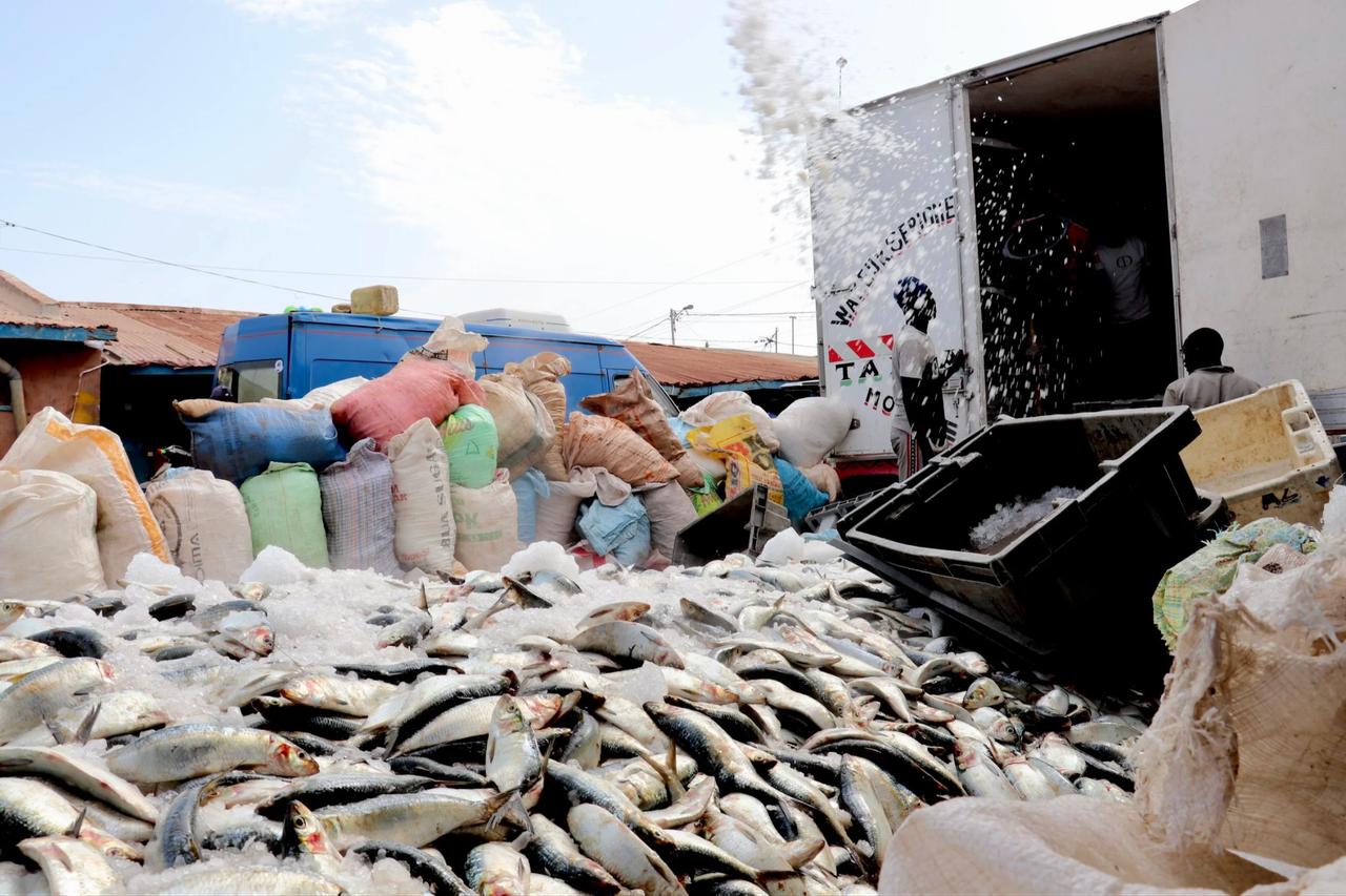 Deforestation threatens fish populations and livelihoods in Central African Republic