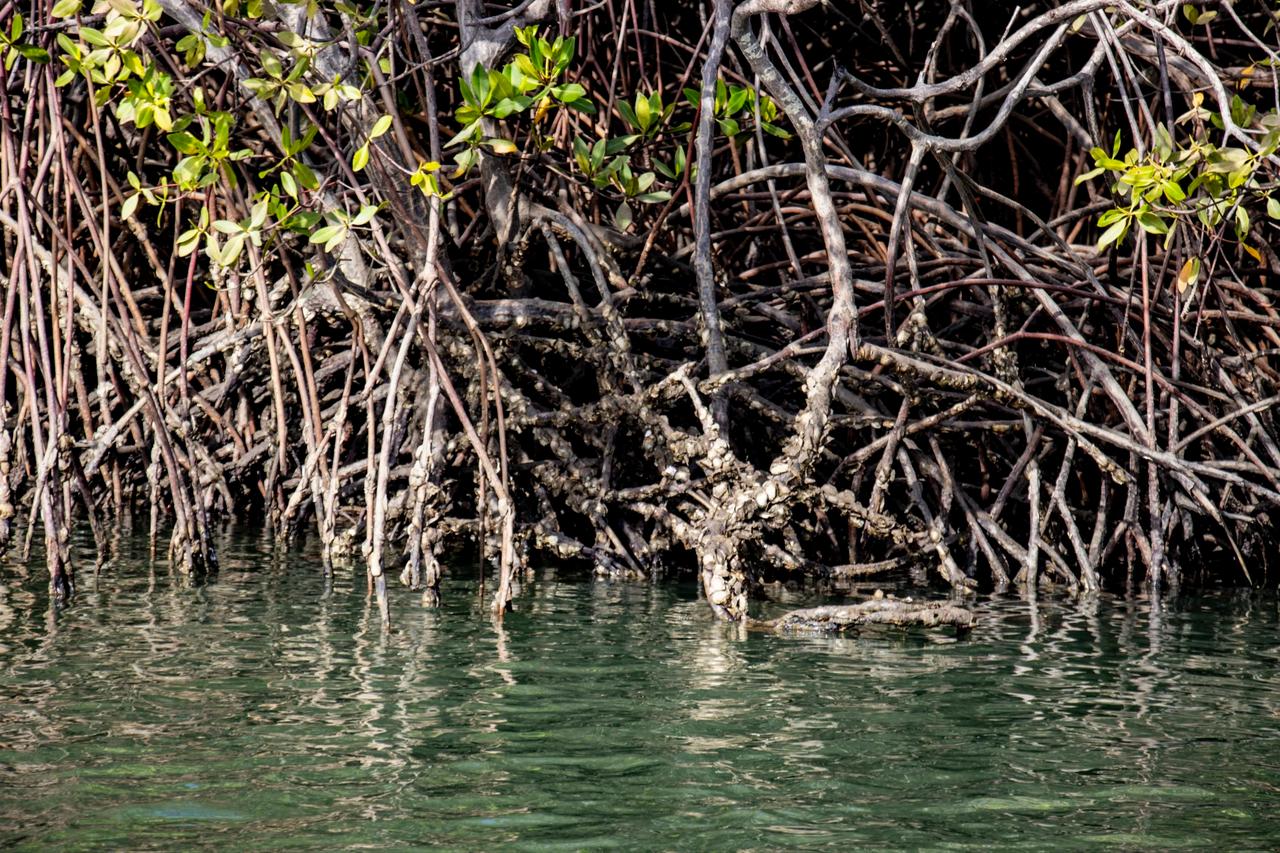The oysters that grow on mangrove roots are a source of food or income for local communities. (Photo via Regina Lam)