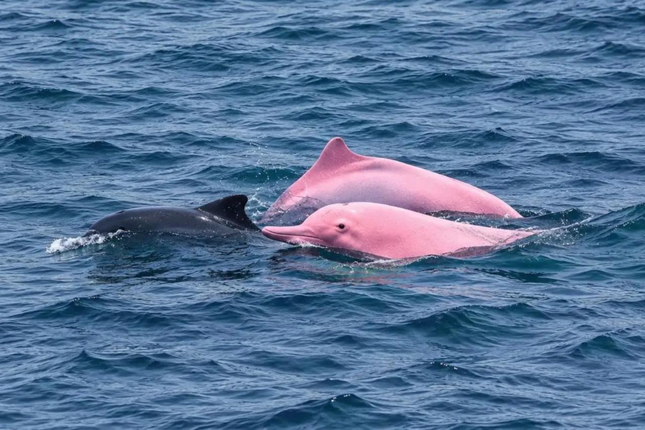 Dolphins in pink make a splash off Oman’s coast