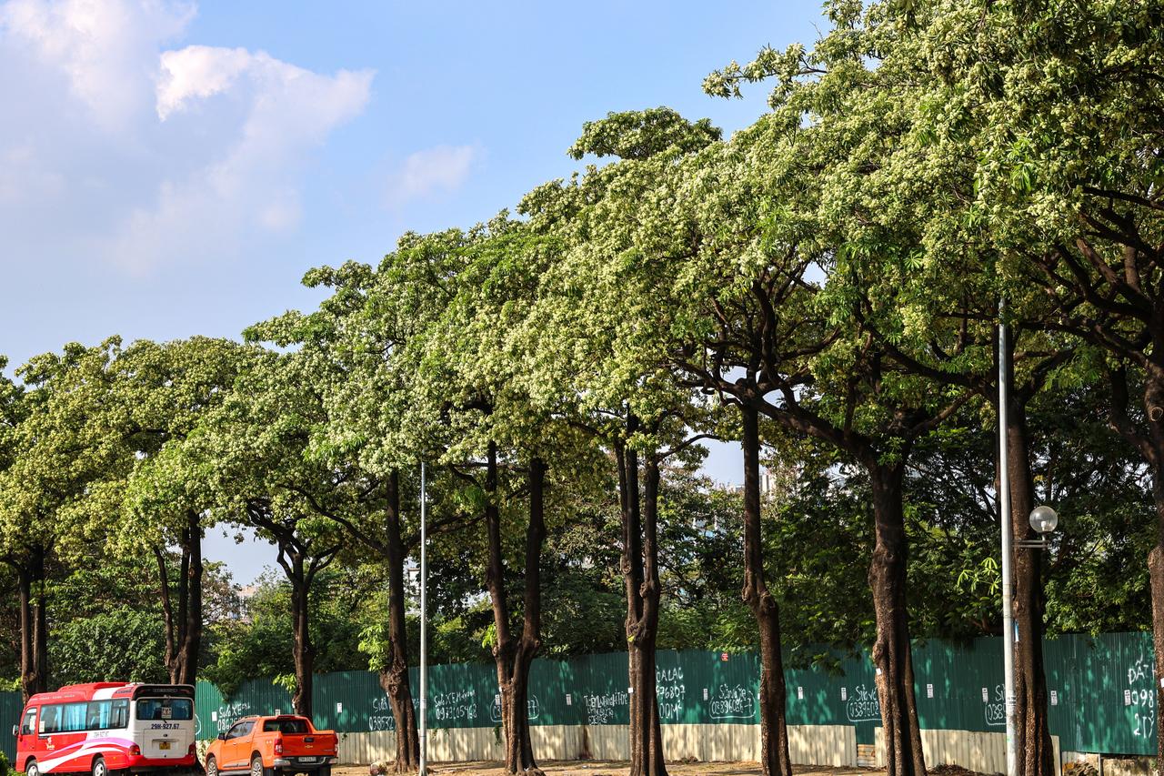 Too fragrant to stay? Hanoi considers relocating its iconic trees