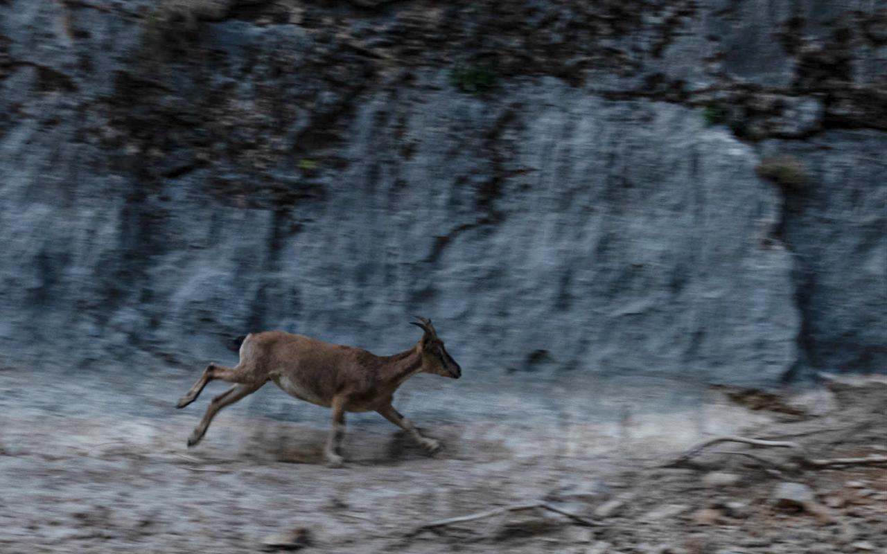 A wild deer runs across a rocky area surrounded by mountainous terrain in Erzincan, Türkiye, on September 10, 2026. (AA Photo)