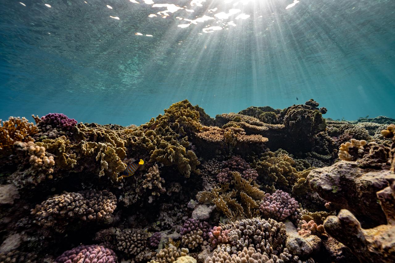 Warming oceans put most shallow coral reefs on borrowed time