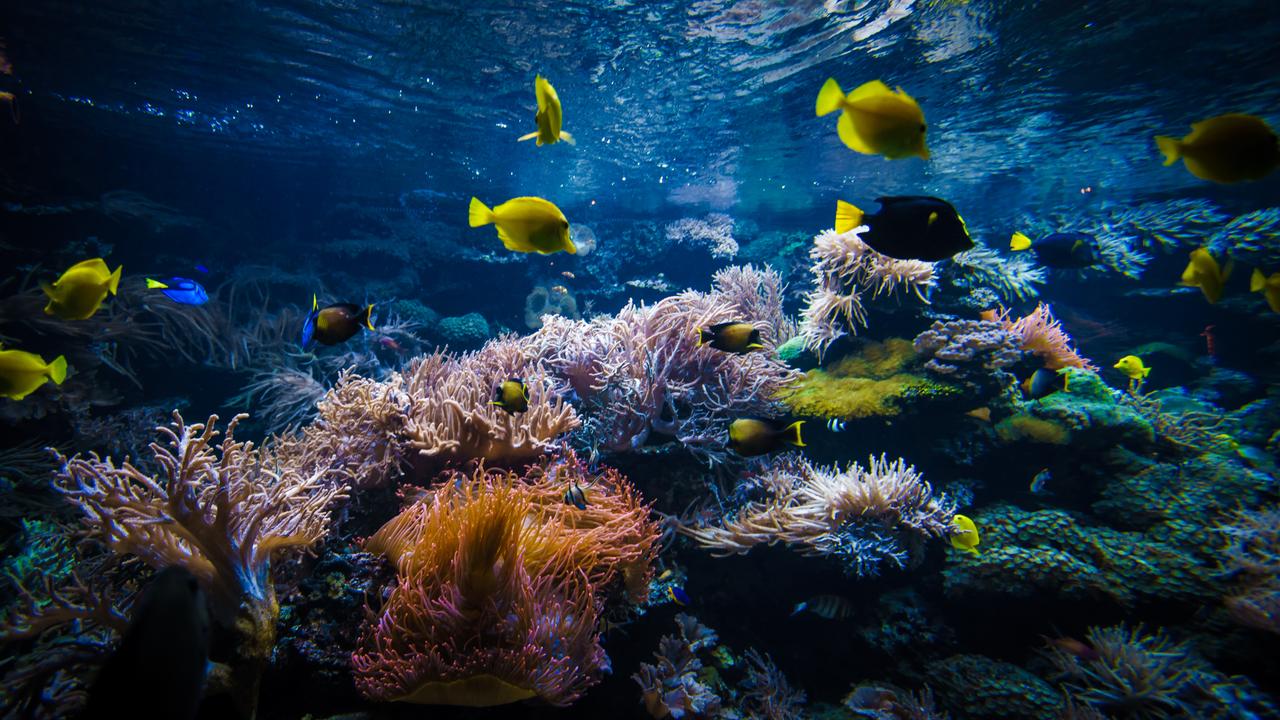 Colorful tropical fish swim among corals in an underwater reef ecosystem. (Adobe Stock Photo)