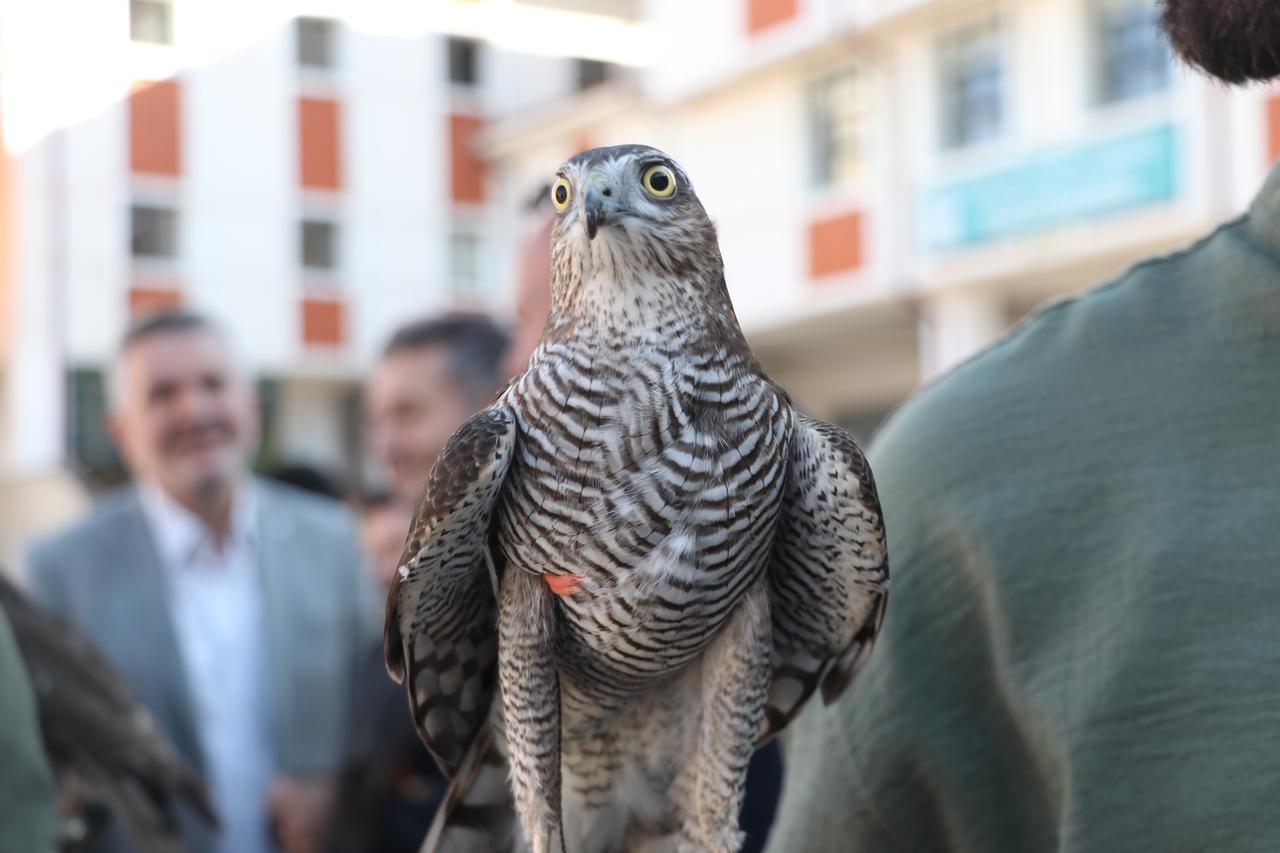 A close-up of a sparrowhawk displayed during the Sparrowhawk Festival in Rize, northeastern Türkiye, October 23, 2026. (AA Photo)
