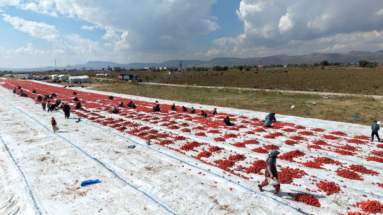 White sheets, red tomatoes: Türkiye’s seasonal workers keep the dry harvest going