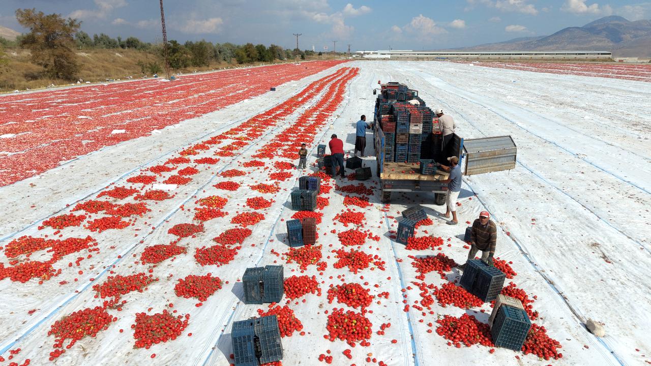 White sheets, red tomatoes: Türkiye’s seasonal workers keep the dry harvest going