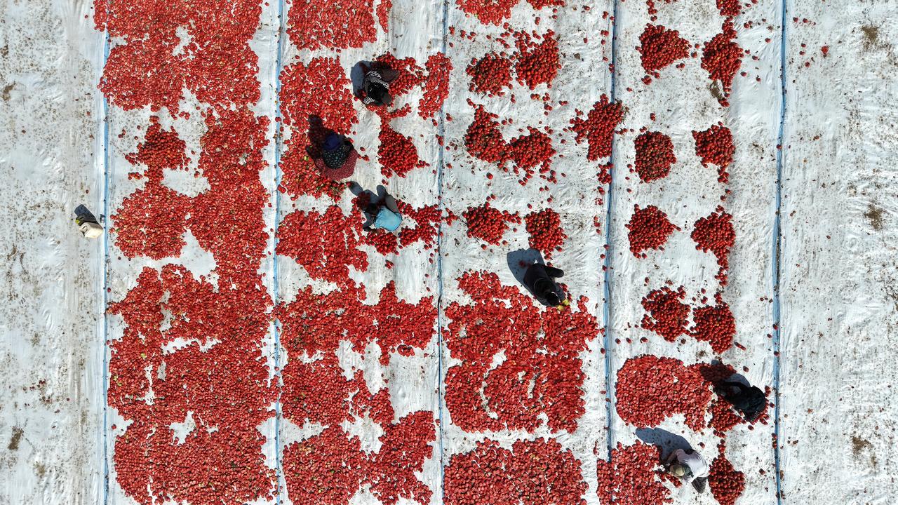 White sheets, red tomatoes: Türkiye’s seasonal workers keep the dry harvest going