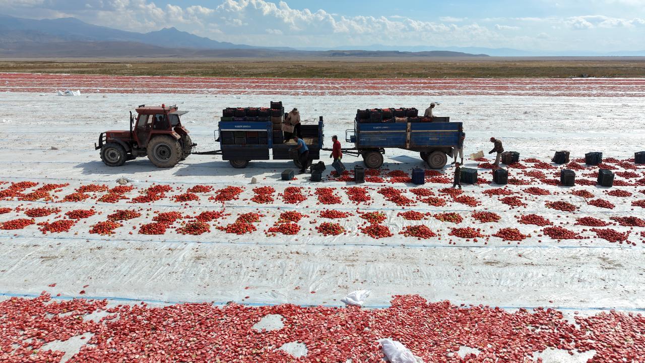 White sheets, red tomatoes: Türkiye’s seasonal workers keep the dry harvest going