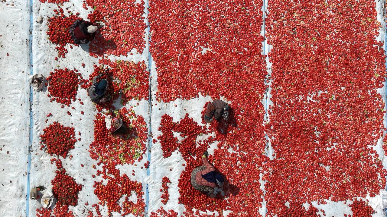 White sheets, red tomatoes: Türkiye’s seasonal workers keep the dry harvest going