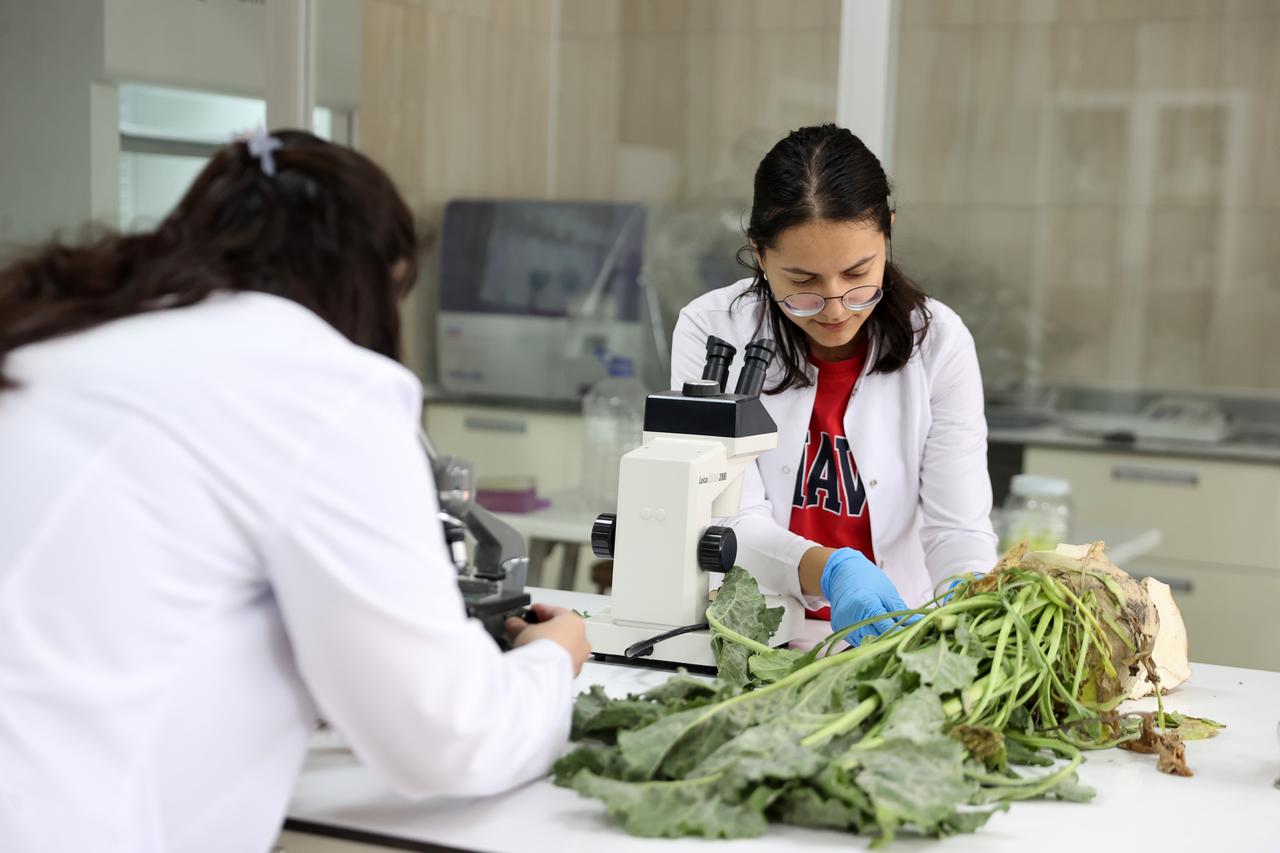 Researchers at Selcuk University examine sugar beet samples in the laboratory. (AA Photo)
