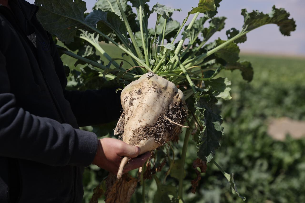 A freshly harvested sugar beet from agricultural fields in Konya, where university research has focused on isolating plant growth-promoting bacteria. (AA Photo)