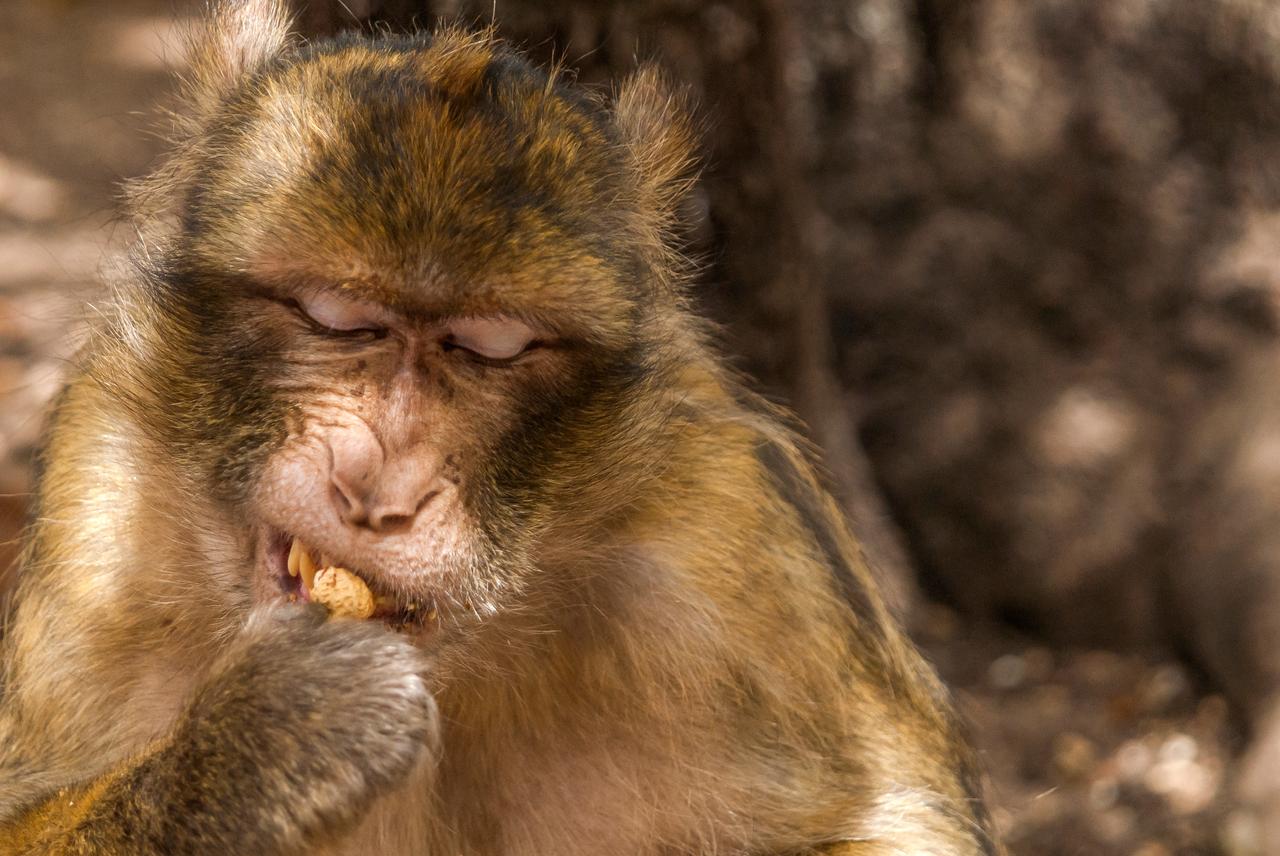 A Barbary macaque eats a piece of food in a close-up photograph. (Adobe Stock Photo)