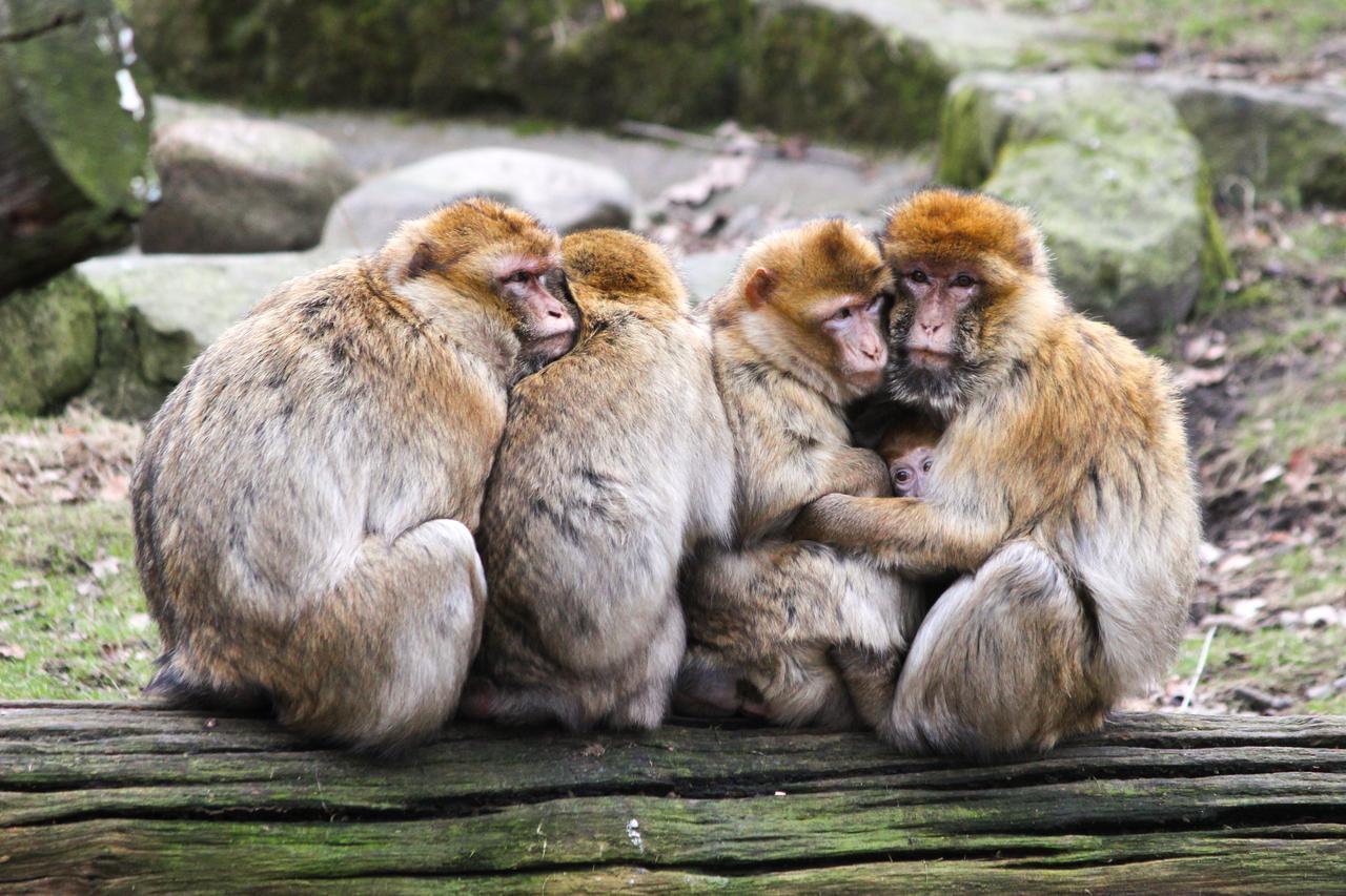 A group of Barbary macaques huddles together on a log, with an infant nestled among them. (Adobe Stock Photo)