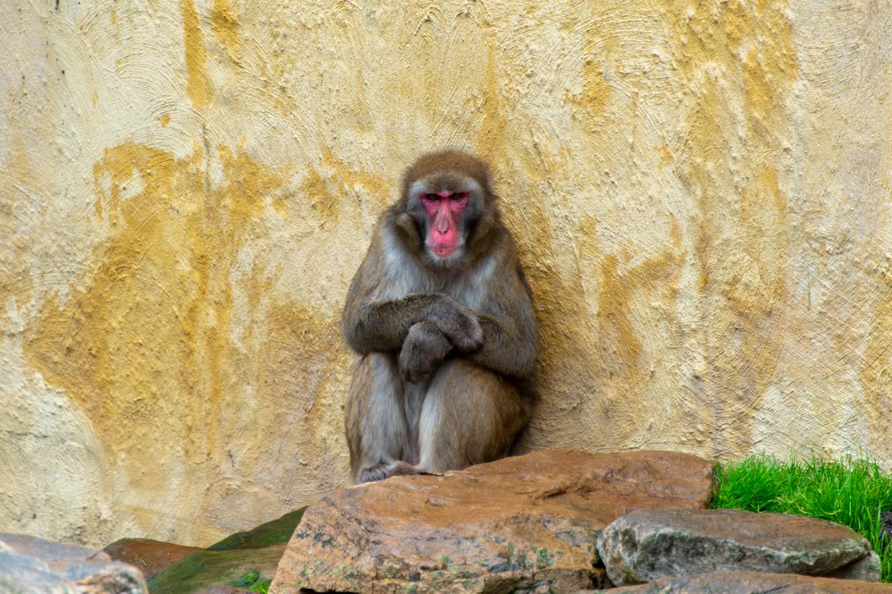 A Japanese macaque sits with its arms folded against a rock wall. (Adobe Stock Photo)