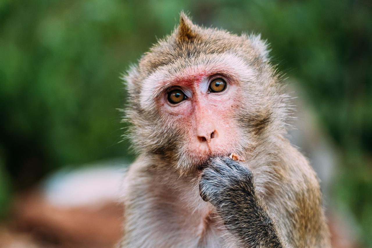A macaque holds food near its mouth in a close-up photograph. (Adobe Stock Photo)
