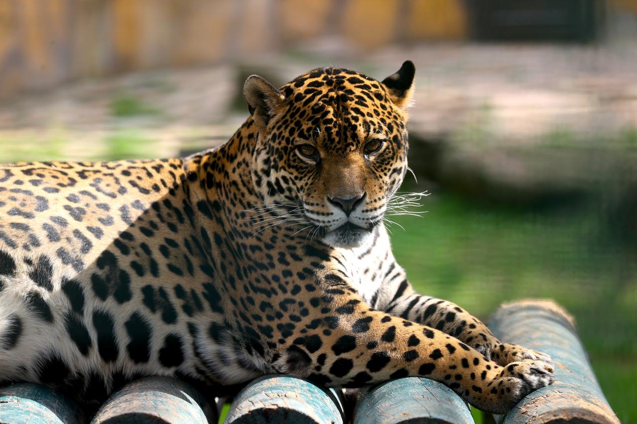 Southeastern Türkiye wildlife park keeps millions coming back