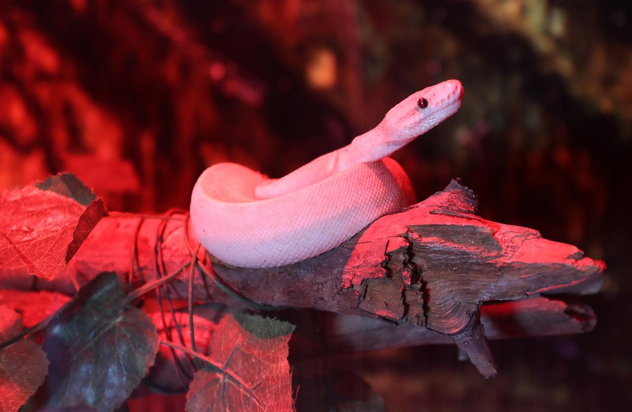 A white snake rests on a branch inside a terrarium at Gaziantep Natural Life Park in Gaziantep, Türkiye, Oct. 25, 2026. (AA Photo)