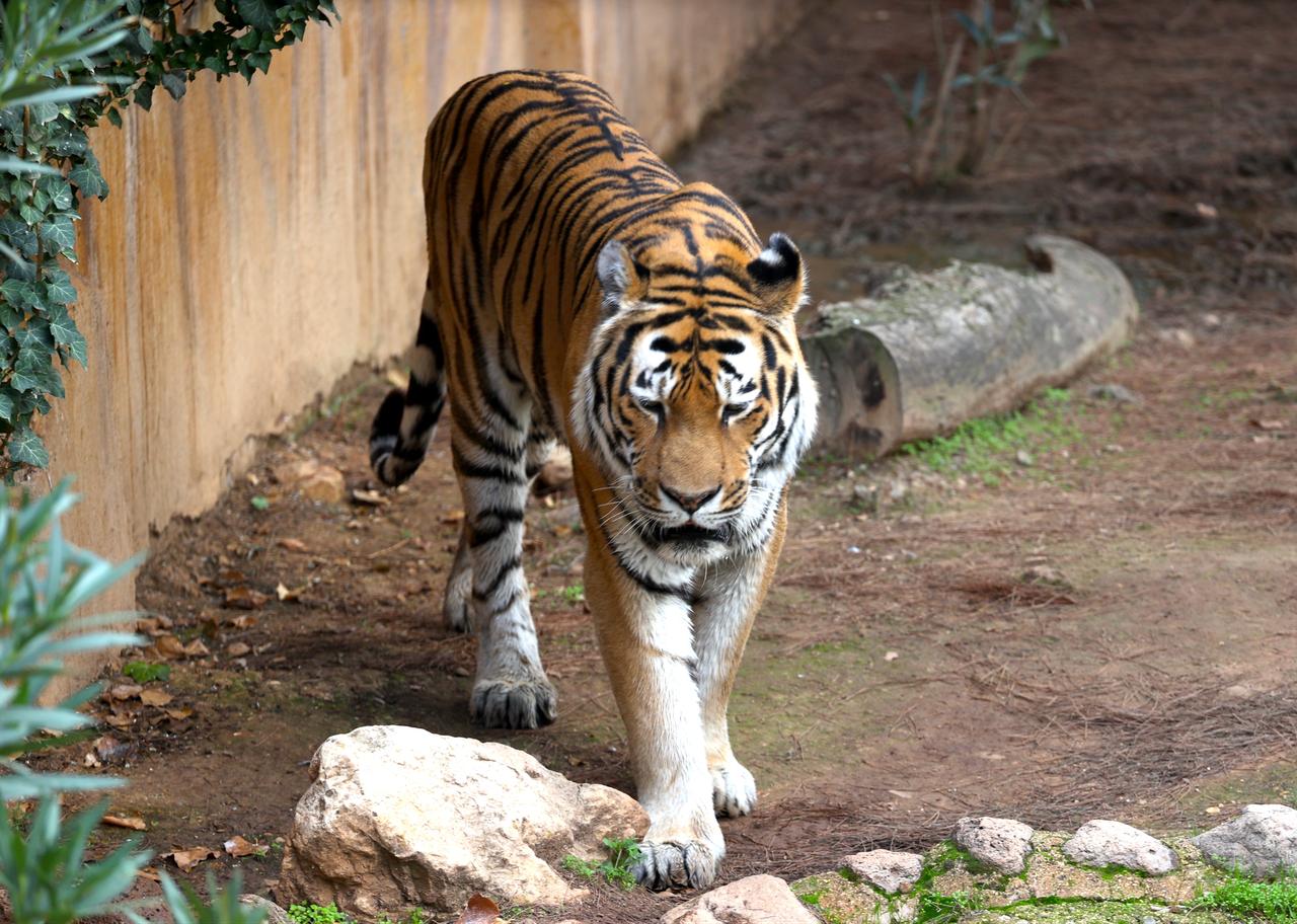 A tiger walks through its enclosure at Gaziantep Natural Life Park in Gaziantep, Türkiye, Oct. 25, 2026. (AA Photo)