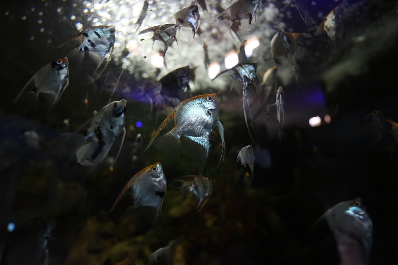 Freshwater angelfish swim in an aquarium at Gaziantep Natural Life Park in Gaziantep, Türkiye, Oct. 25, 2026. (AA Photo)