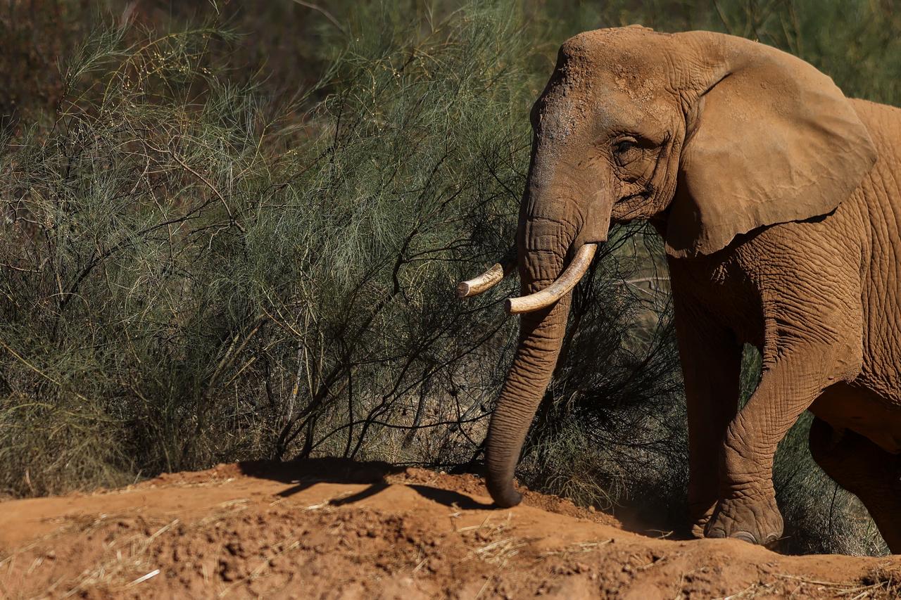 Sri Lanka calls in its armed forces to guard wild elephants