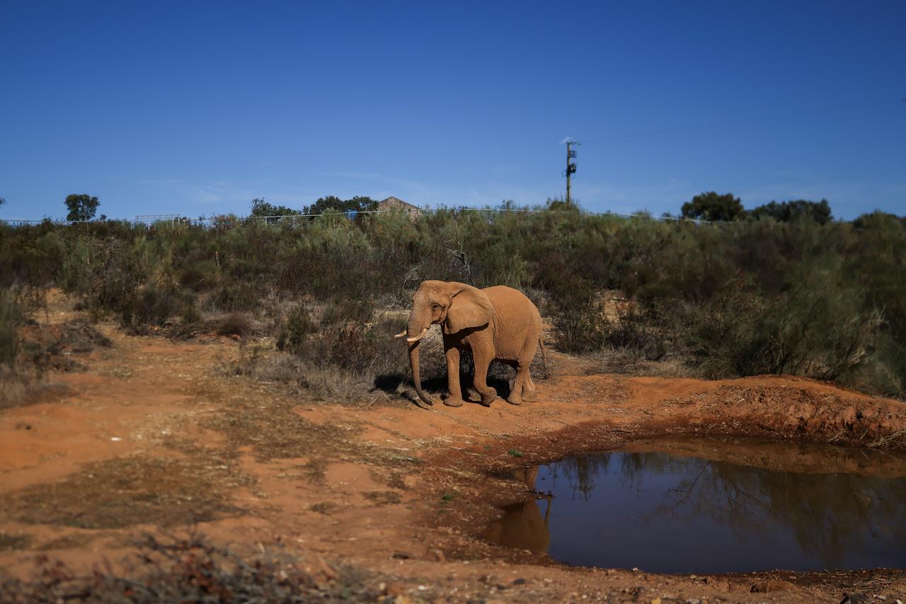 An elephant stands near a watering hole at a wildlife sanctuary in Portugal, Oct. 22, 2026. (AFP Photo)