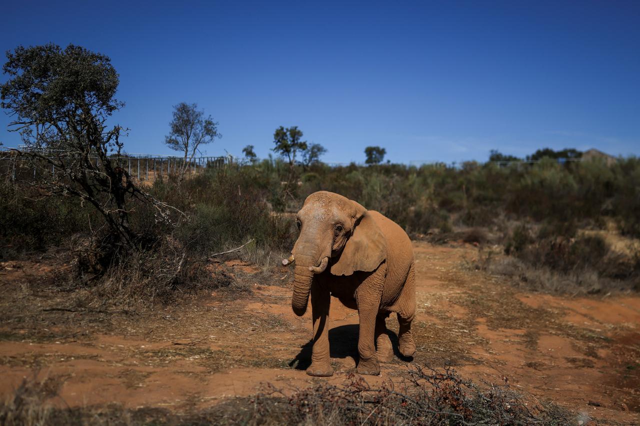 An elephant walks through a wildlife sanctuary in Portugal, Oct. 22, 2026. (AFP Photo)